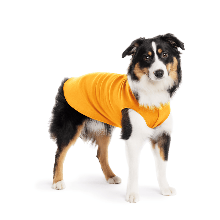 Mini American Shepherd is standing wearing a Cheddar Stretch Fleece in front of a white background