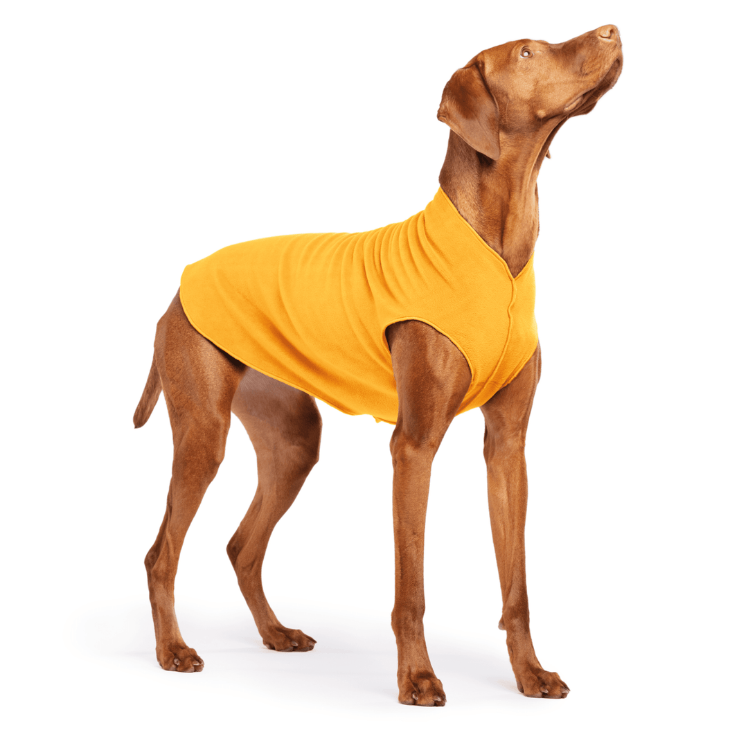Vizsla is standing wearing a Cheddar Stretch Fleece in front of a white background