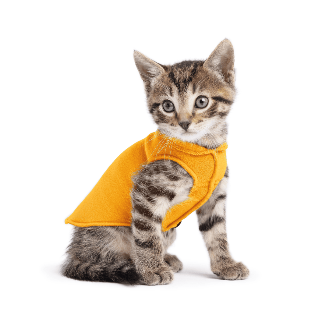A kitten sitting wearing a cheddar stretch fleece on a white background