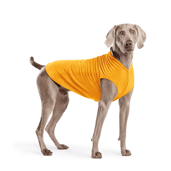 Weimaraner is standing wearing a Cheddar Stretch Fleece in front of a white background