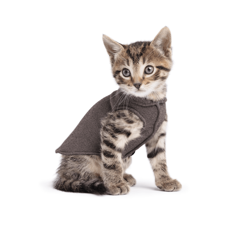A kitten sitting wearing a charcoal stretch fleece on a white background