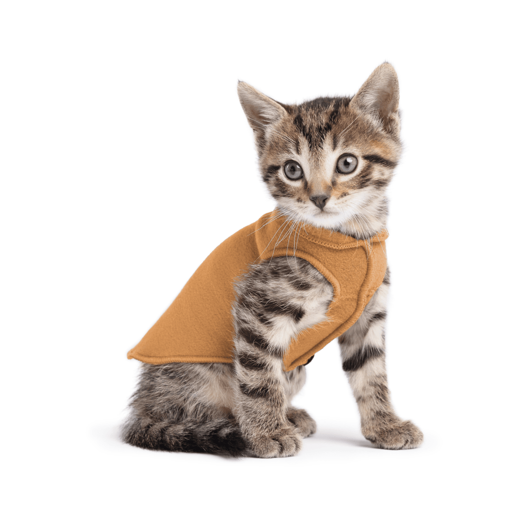 A kitten sitting wearing a chipmunk brown stretch fleece on a white background