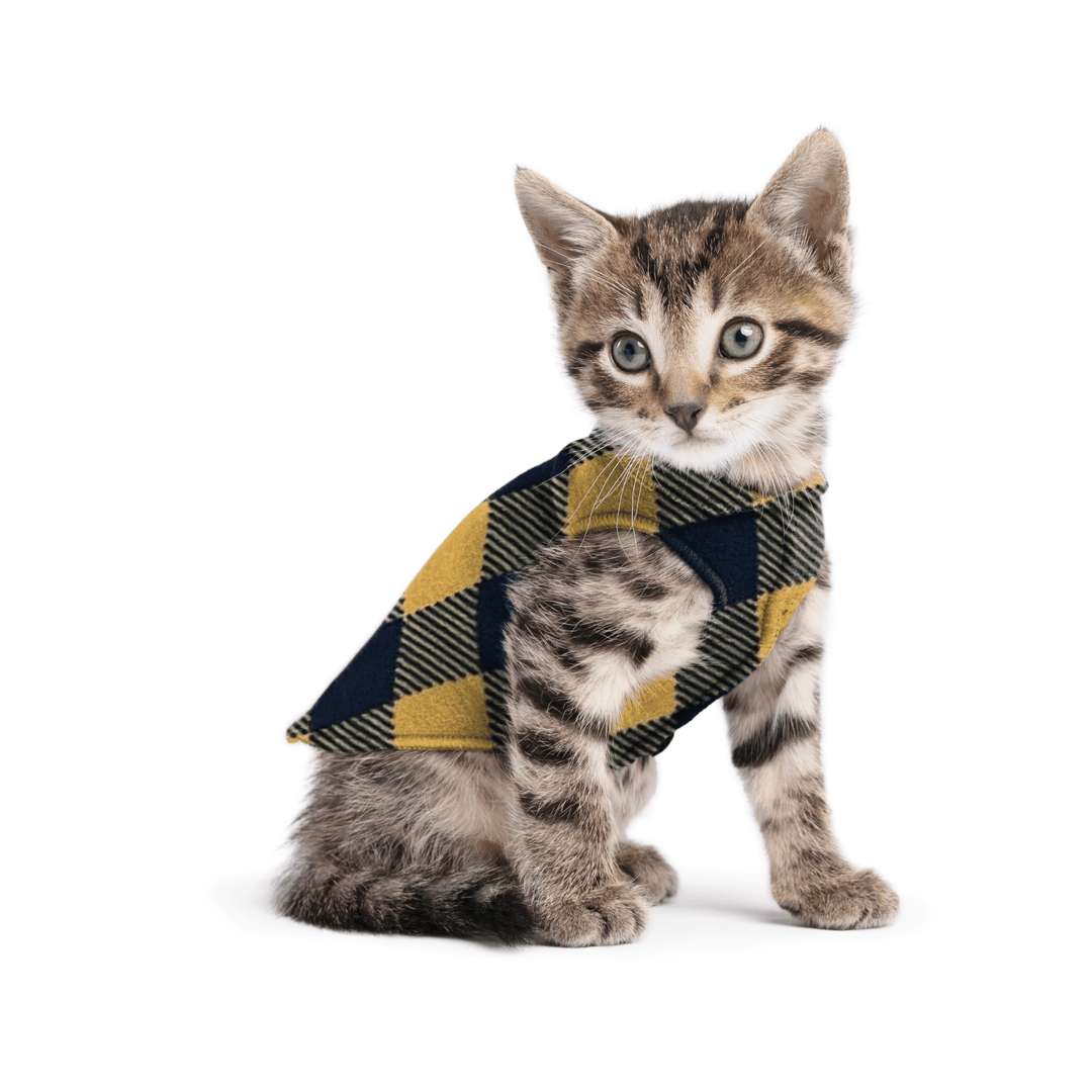 A kitten sitting wearing a gold and black buffalo check stretch fleece on a white background