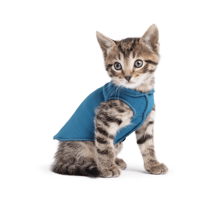 A kitten sitting wearing a marine blue stretch fleece on a white background