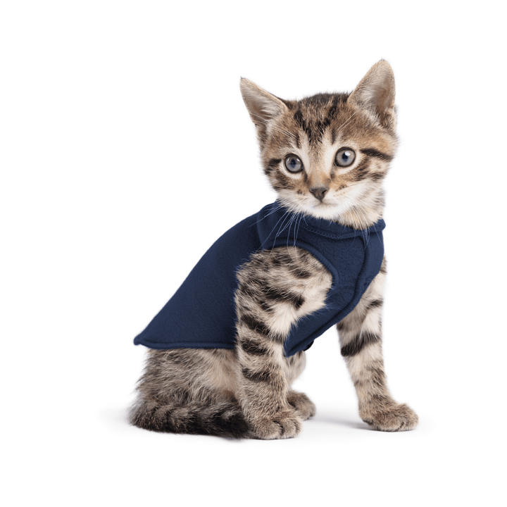 A kitten sitting wearing a navy stretch fleece on a white background