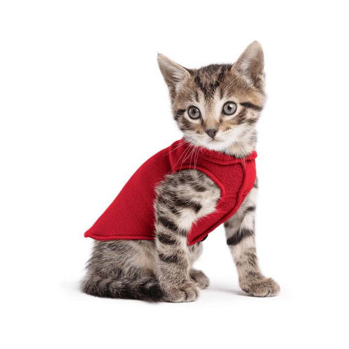 A kitten sitting wearing a red stretch fleece on a white background