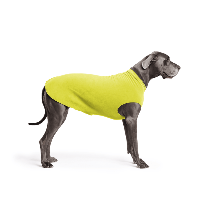 A Great Dane is standing wearing an Avocado green Stretch Fleece in front of a white background
