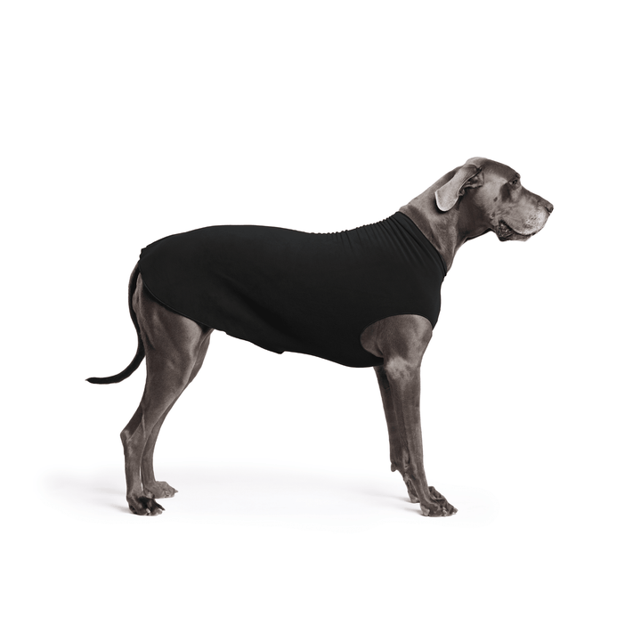 A Great Dane is standing wearing a Black Stretch Fleece in front of a white background