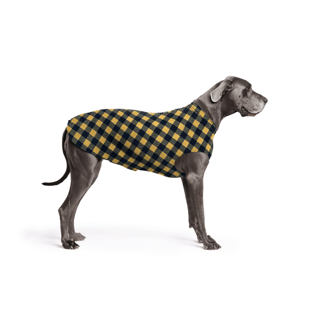 A Great Dane is standing wearing a Gold and black Buffalo Check Stretch Fleece in front of a white background