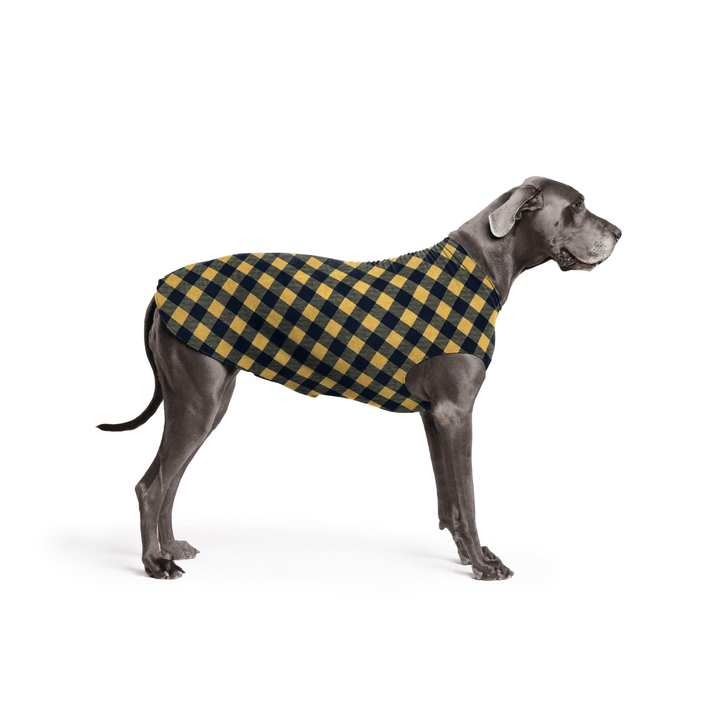 A Great Dane is standing wearing a Gold and black Buffalo Check Stretch Fleece in front of a white background