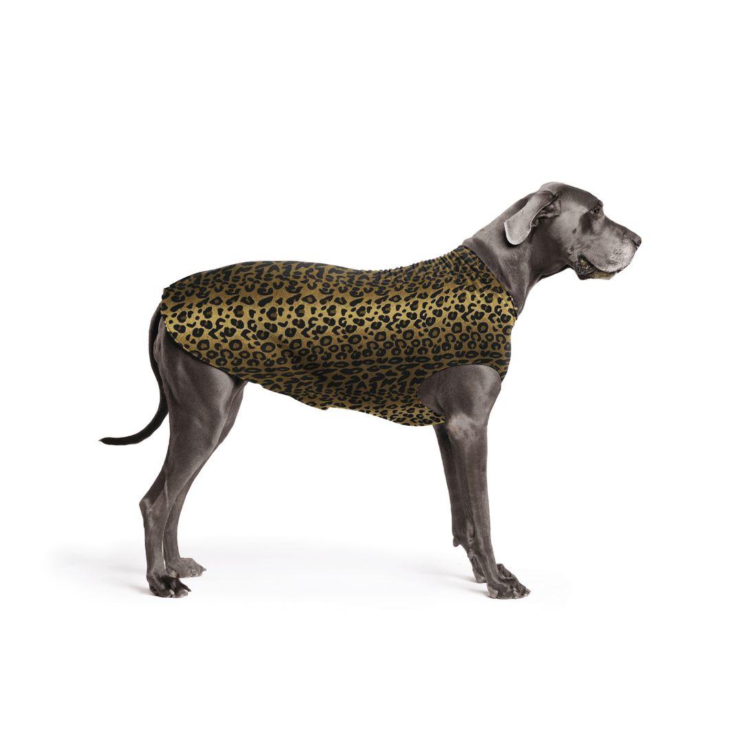 A Great Dane is standing wearing a Leopard print Stretch Fleece in front of a white background