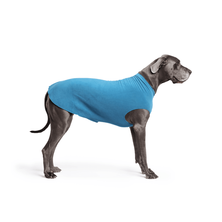 A Great Dane is standing wearing a Marine blue Stretch Fleece in front of a white background