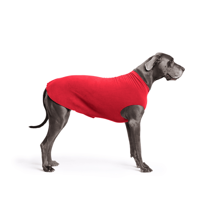 A Great Dane is standing wearing a Red Stretch Fleece in front of a white background