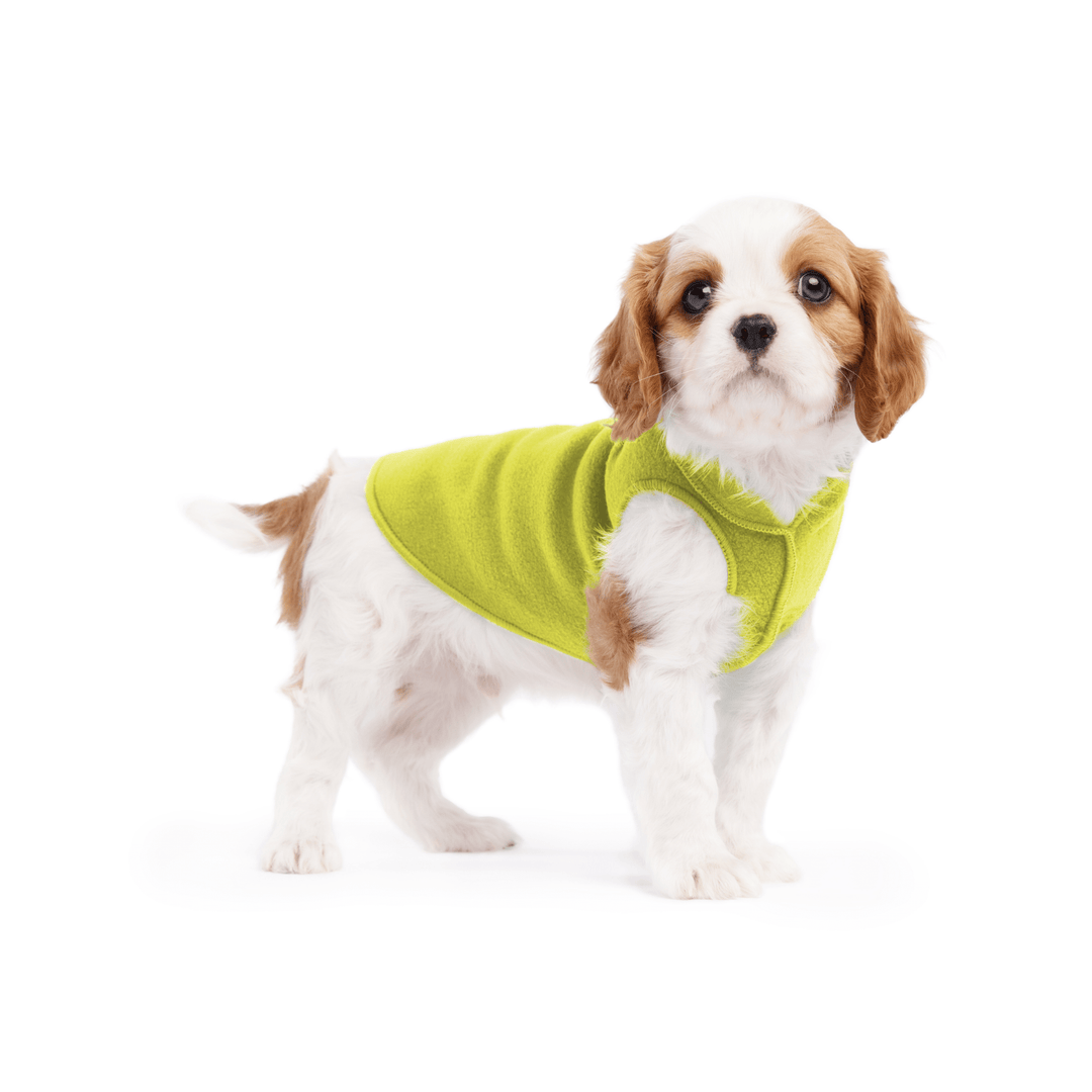 A cavalier puppy wearing an avocado green stretch fleece on a white background