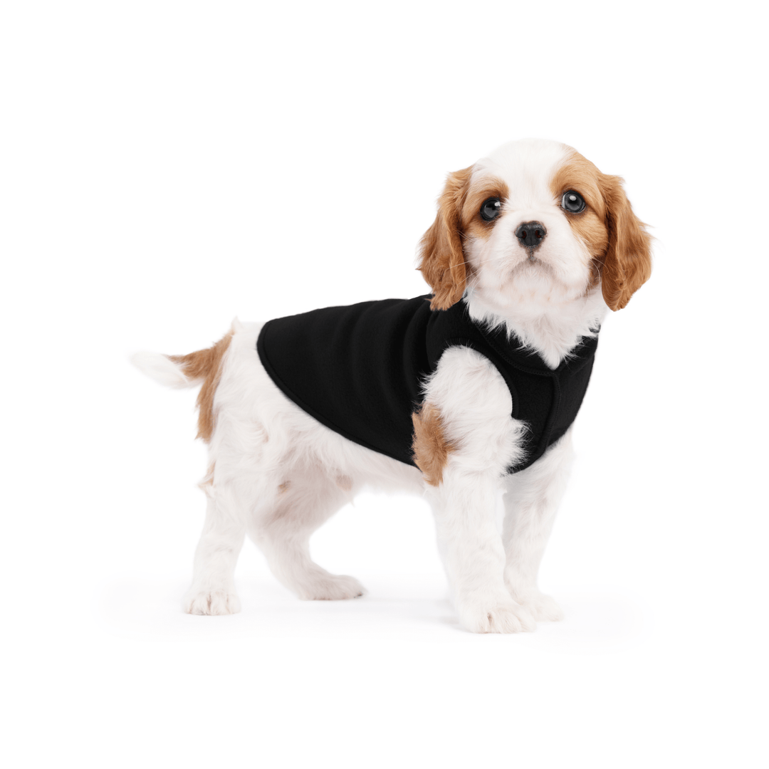 A cavalier puppy wearing a black stretch fleece on a white background