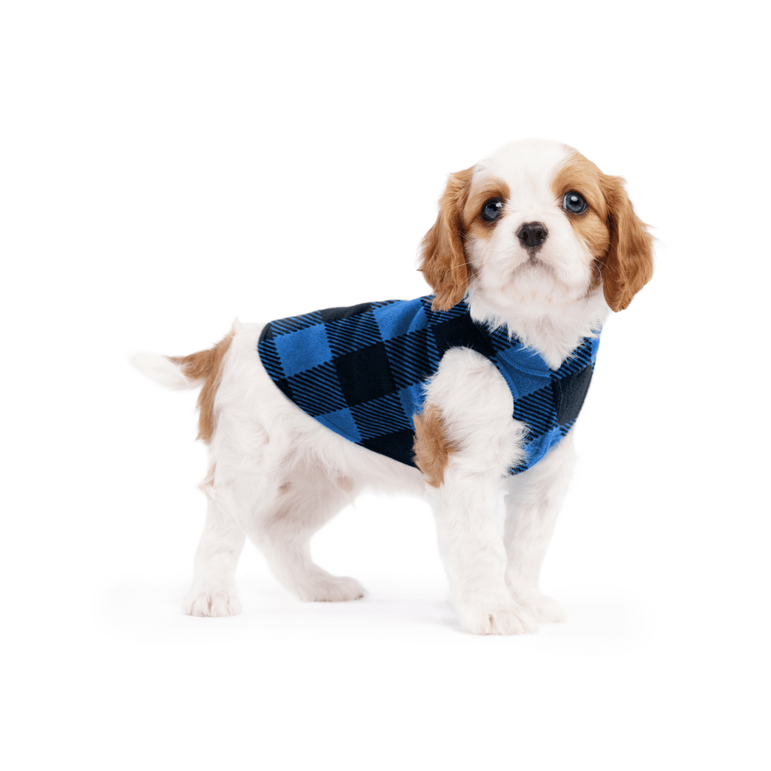 A cavalier puppy wearing a cobalt and black buffalo check stretch fleece on a white background