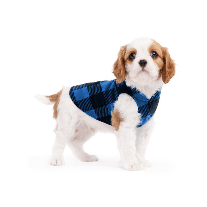 A cavalier puppy wearing a cobalt and black buffalo check stretch fleece on a white background