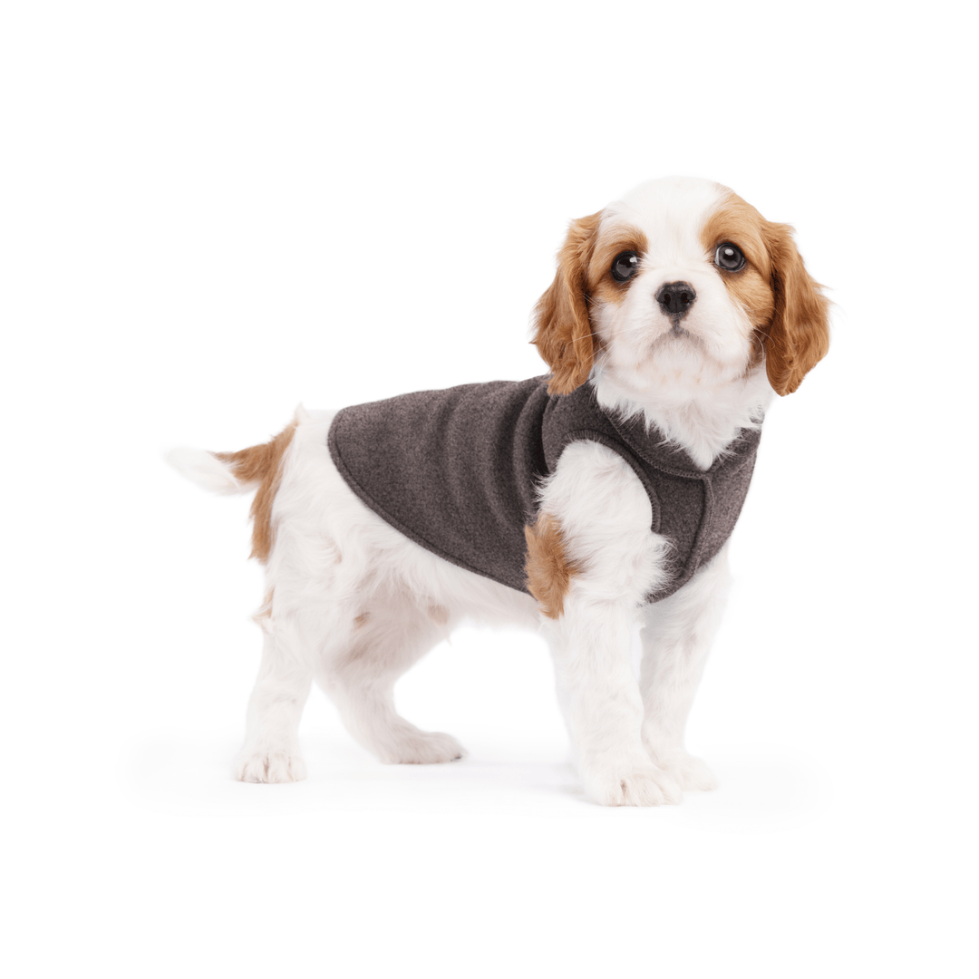 A cavalier puppy wearing a charcoal stretch fleece on a white background