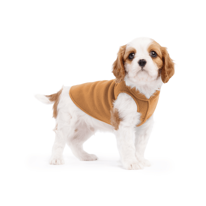 A cavalier puppy wearing a chipmunk brown stretch fleece on a white background