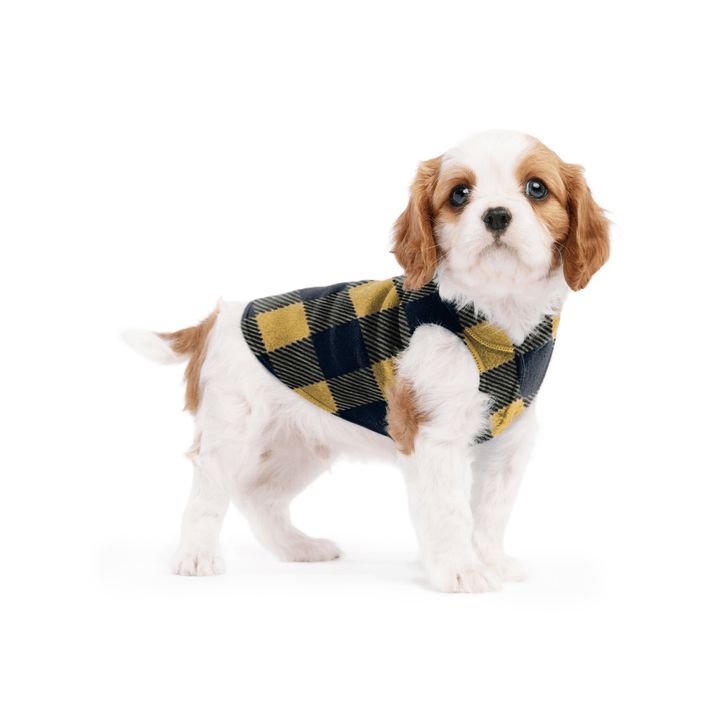 A cavalier puppy wearing a gold and black buffalo check stretch fleece on a white background