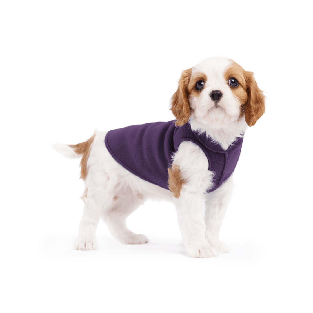 A cavalier puppy wearing a huckleberry purple stretch fleece on a white background