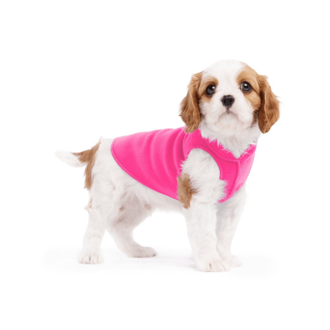 A cavalier puppy wearing a hot pink stretch fleece on a white background