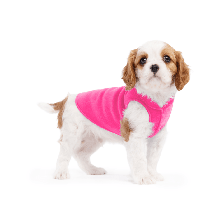 A cavalier puppy wearing a hot pink stretch fleece on a white background