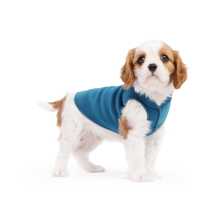 A cavalier puppy wearing a marine blue stretch fleece on a white background