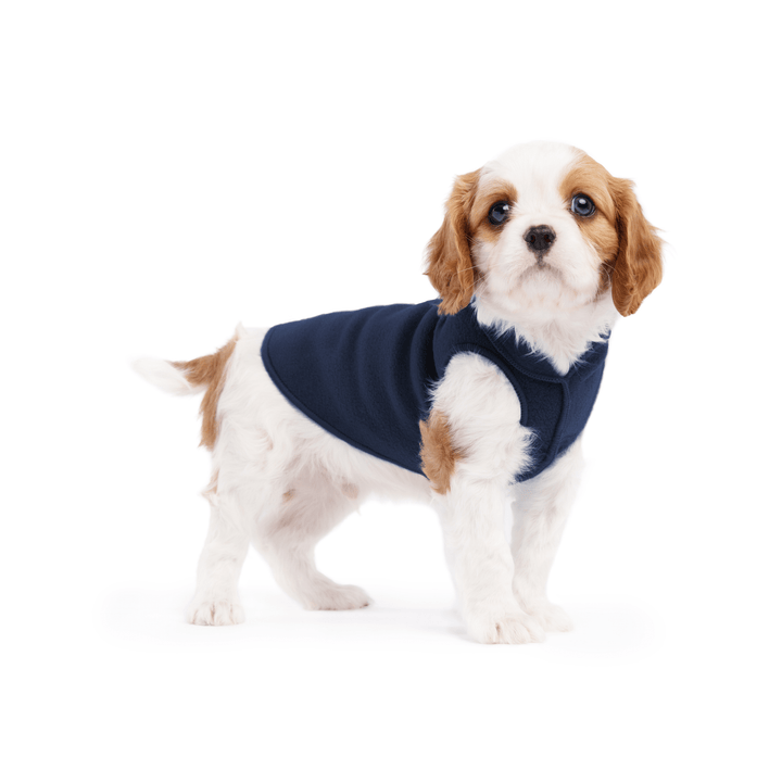 A cavalier puppy wearing a navy stretch fleece on a white background