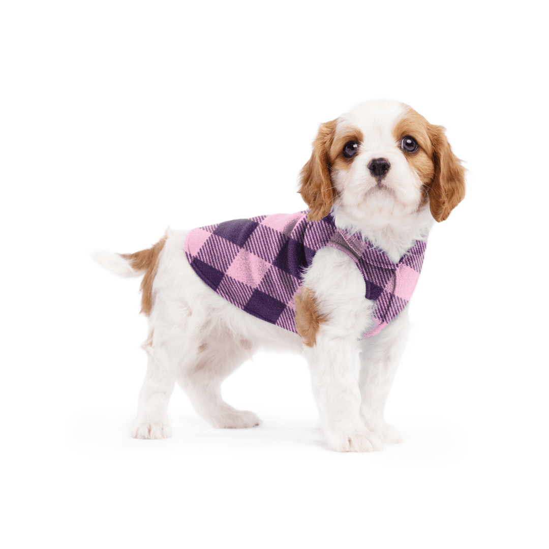 A cavalier puppy wearing a rose and huckleberry buffalo check stretch fleece on a white background