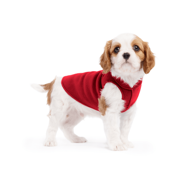 A cavalier puppy wearing a red stretch fleece on a white background