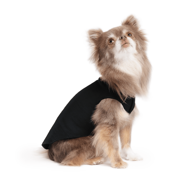A long haired chihuahua wearing a black stretch fleece on a white background