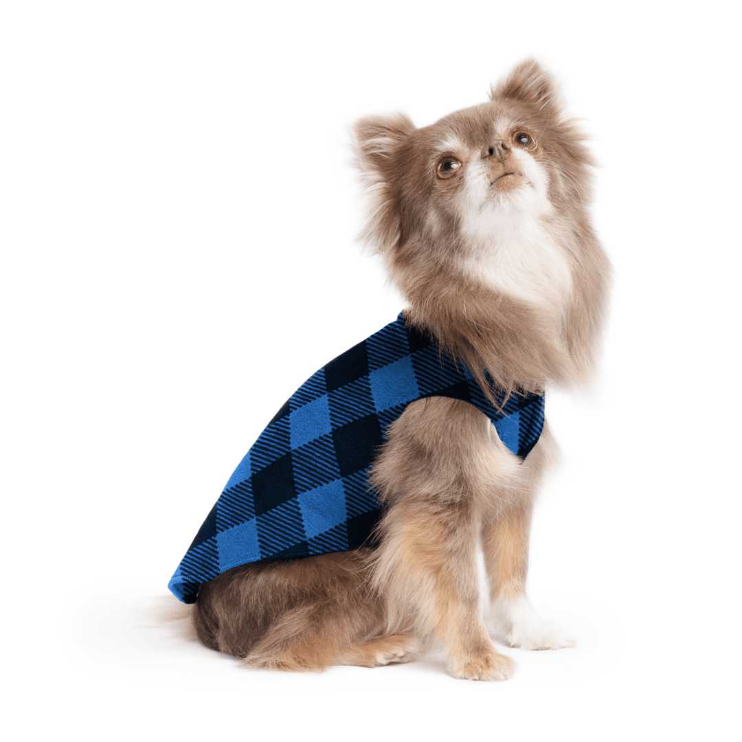 A long haired chihuahua wearing a cobalt buffalo check stretch fleece on a white background