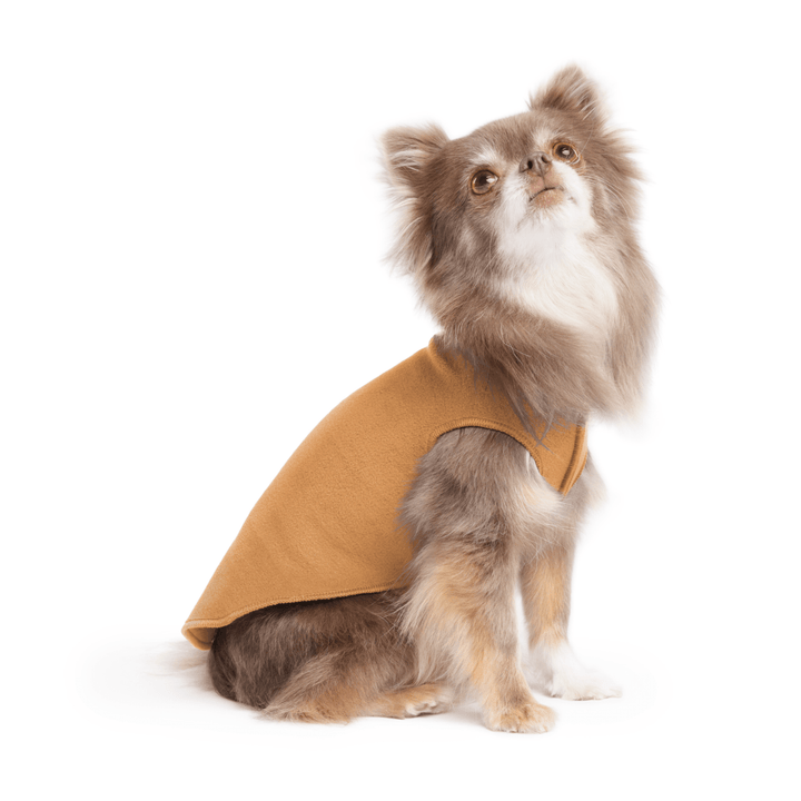 A long haired chihuahua wearing a chipmunk brown stretch fleece on a white background