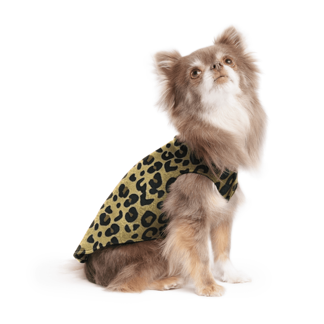 A long haired chihuahua wearing a leopard print stretch fleece on a white background