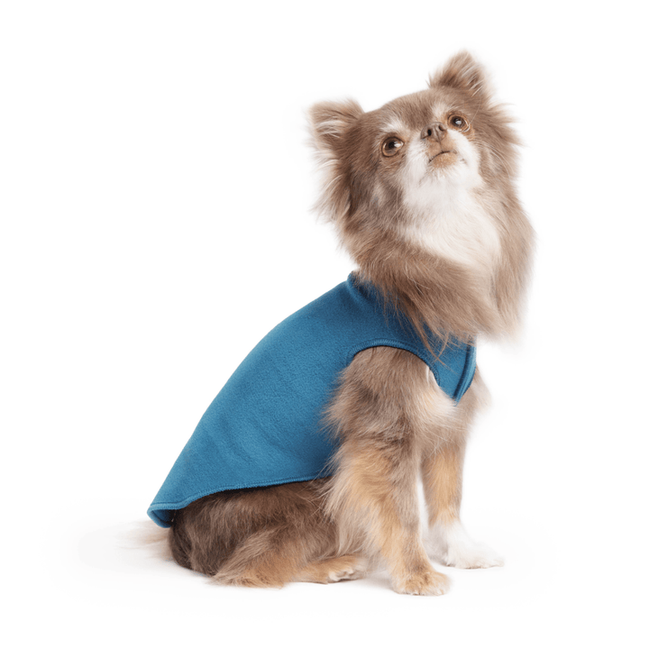 A long haired chihuahua wearing a marine blue stretch fleece on a white background
