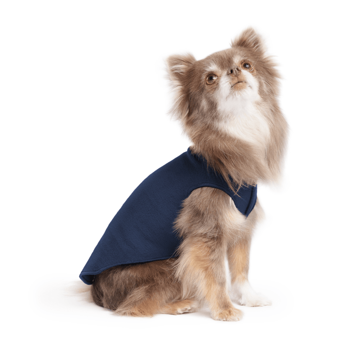 A long haired chihuahua wearing a navy stretch fleece on a white background