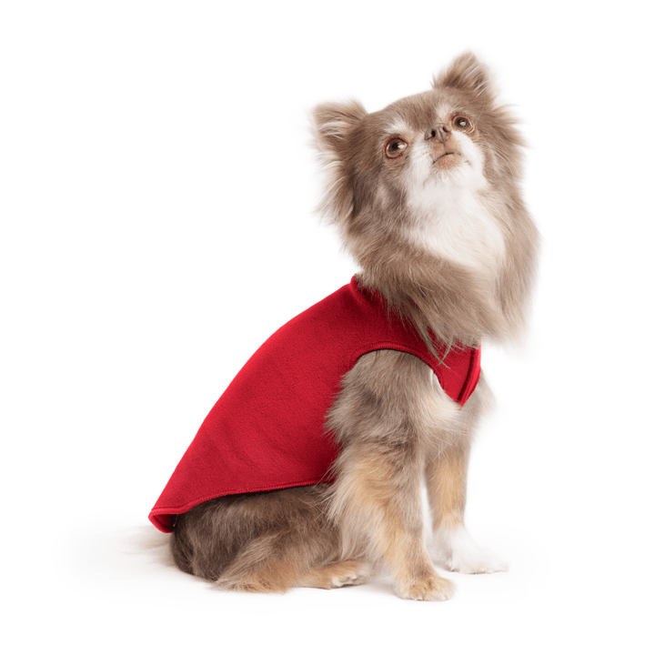 A long haired chihuahua wearing a red stretch fleece on a white background