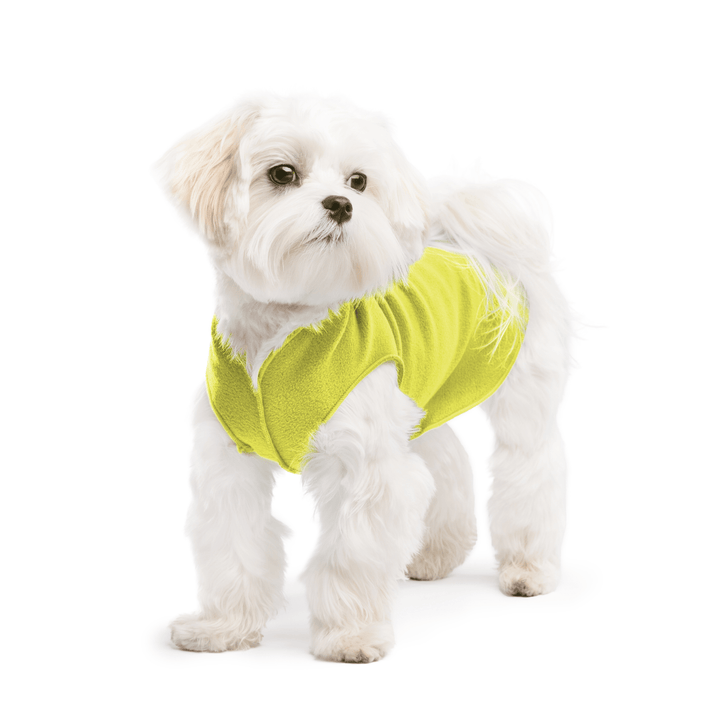 A white maltese dog wearing an avocado green stretch fleece on a white background