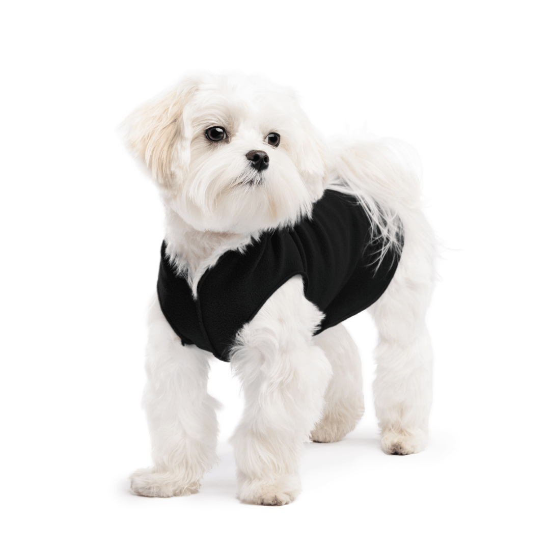A white maltese dog wearing a black stretch fleece on a white background