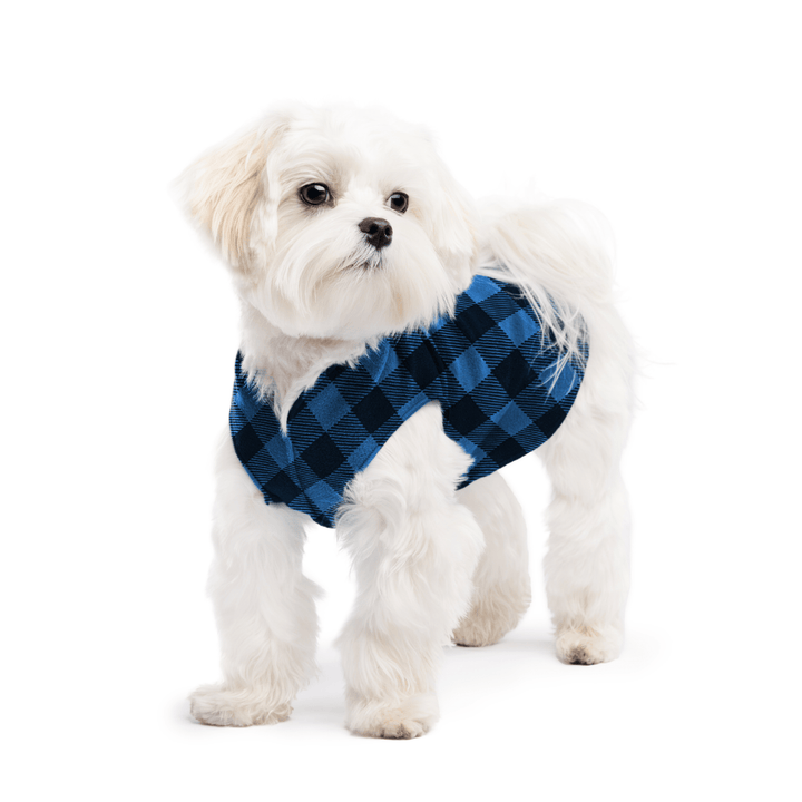 A white maltese dog wearing a cobalt black buffalo check stretch fleece on a white background