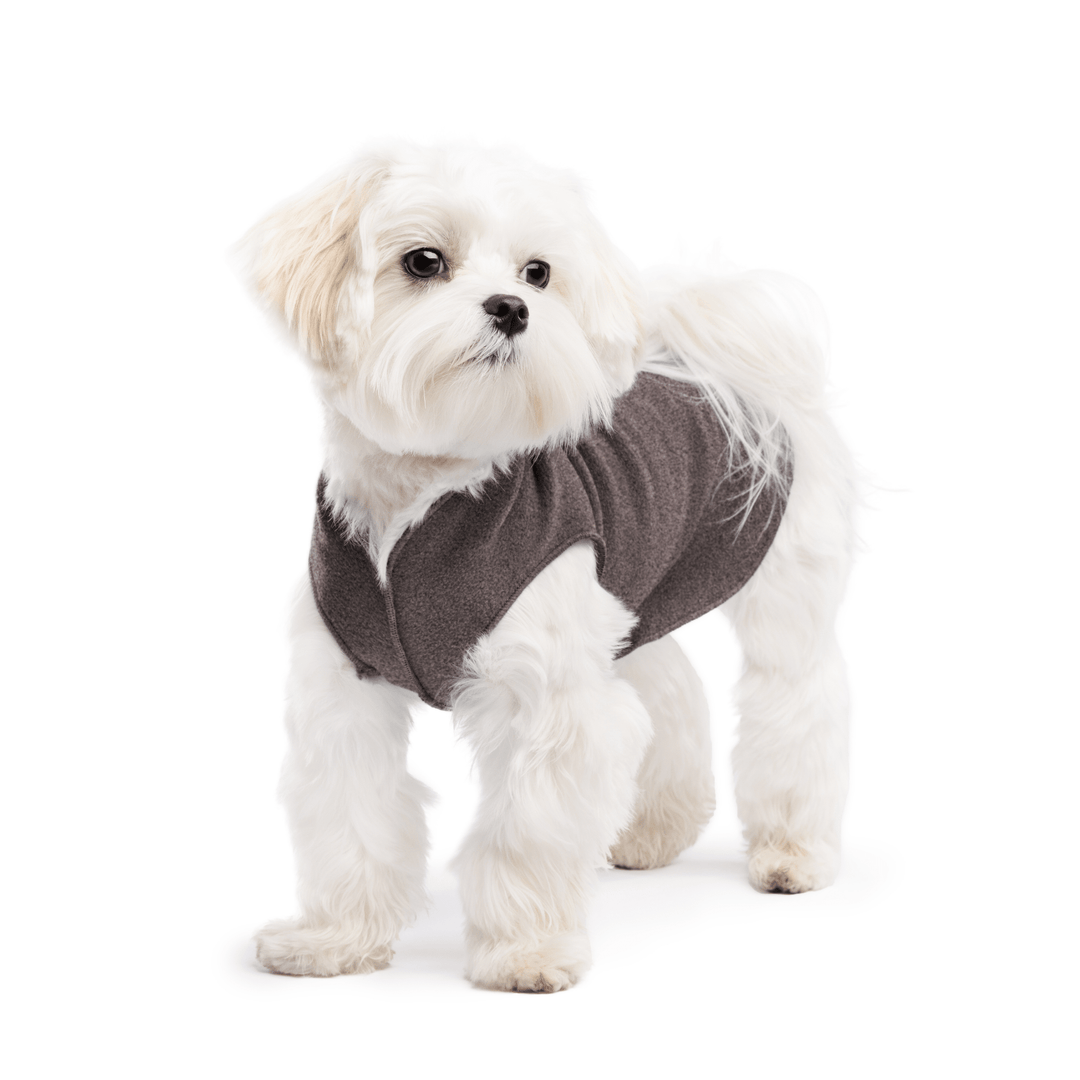 A white maltese dog wearing a charcoal stretch fleece on a white background