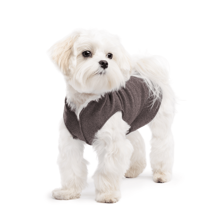 A white maltese dog wearing a charcoal stretch fleece on a white background