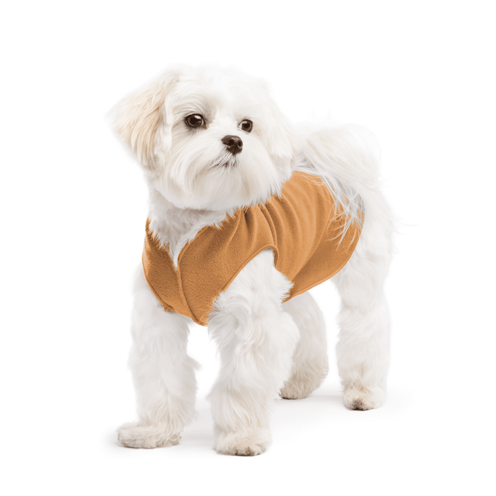A white maltese dog wearing a chipmunk brown stretch fleece on a white background