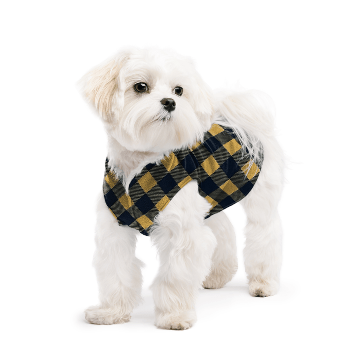 A white maltese dog wearing a gold and black buffalo check stretch fleece on a white background