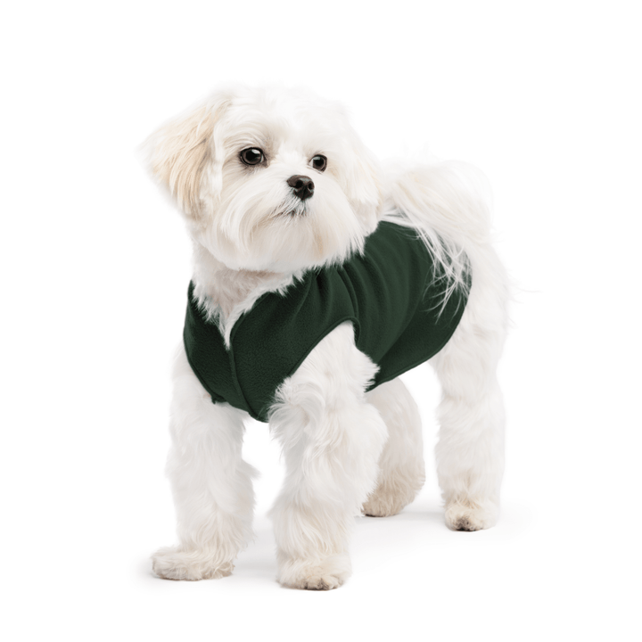 A white maltese dog wearing a hunter green stretch fleece on a white background