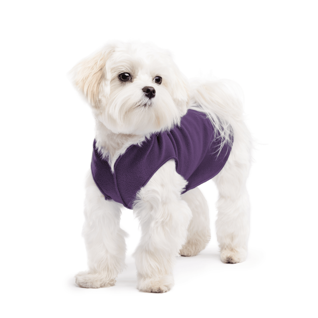 A white maltese dog wearing a huckleberry purple stretch fleece on a white background