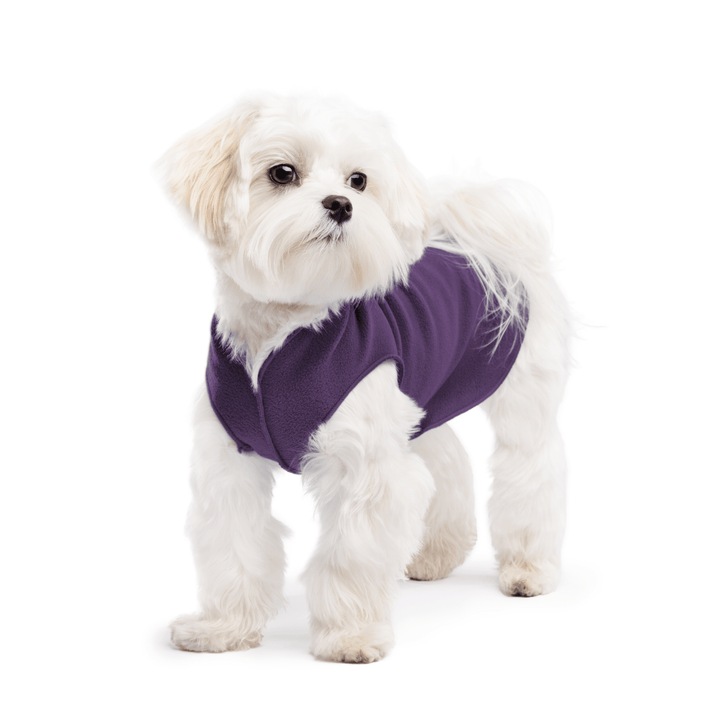 A white maltese dog wearing a huckleberry purple stretch fleece on a white background