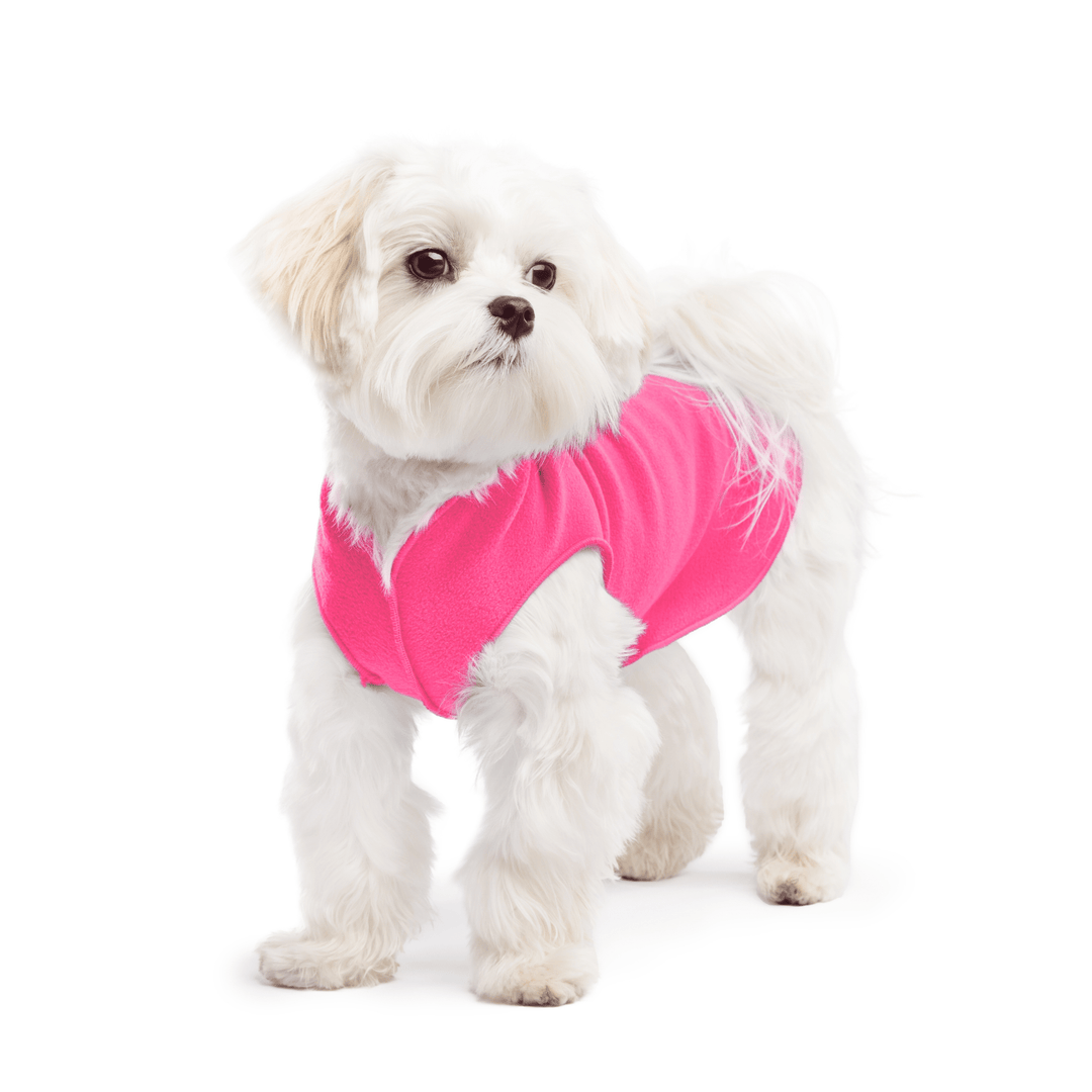 A white maltese dog wearing a hot pink stretch fleece on a white background
