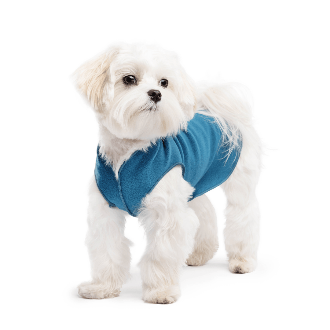 A white maltese dog wearing a marine blue stretch fleece on a white background